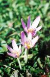 [27] zimowit jesienny Colchicum autumnale , fot. A. Dorda